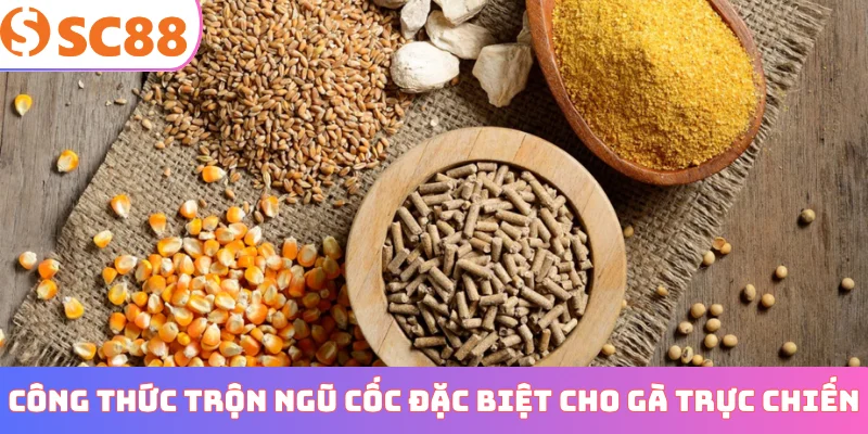 Công thức trộn ngũ cốc đặc biệt cho gà trực chiến