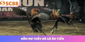 nằm mơ thấy đá gà ăn tiền