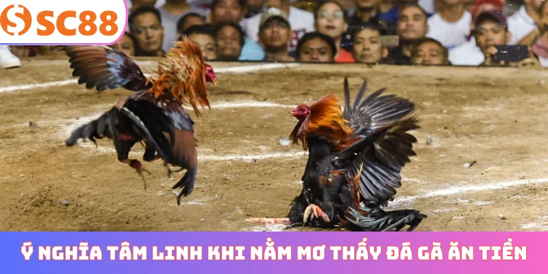 Ý nghĩa tâm linh khi nằm mơ thấy đá gà ăn tiền